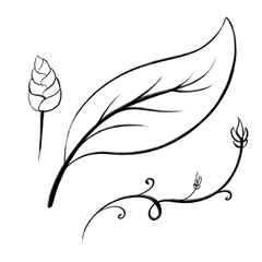 A simple line drawing featuring a leaf, a bud, and a curling vine with small buds, all in black and white.