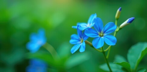 Obraz premium Close up of vibrant blue flowers, out of focus green background, macro, blossom, artistic