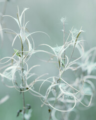 Beauty nature macro view, Dried wildflower plant (fireweed, willowherb) at sunlight after blooming in autumn. Vintage autumn photo blur soft bluish background, abstract composition, Calm pastel tones