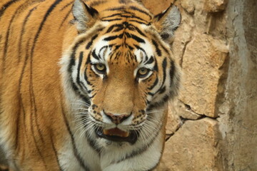tiger face