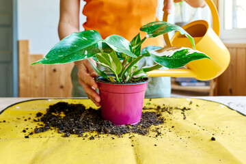 Repotting of Climbing 'Philodendron White Princess' houseplant. Indoor gardening. Hobby. © Caterina Trimarchi
