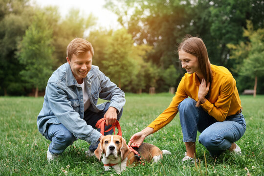 Couple spending time with adorable Beagle dog outdoors - Powered by Adobe