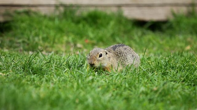 Ground squirrel on grass 4k video. Small rodent foraging and moving in natural habitat. Wildlife nature, animal behavior outdoor scene captured in high resolution. Ground squirrel in natural habitat