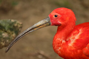 scarlet ibis close
