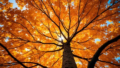 Looking up at a tree with vibrant orange autumn leaves.