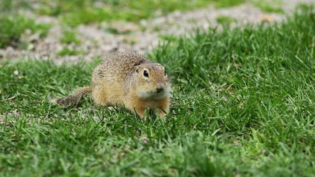Ground squirrel on grass 4k video. Small rodent foraging and moving in natural habitat. Wildlife nature, animal behavior outdoor scene captured in high resolution. Ground squirrel in natural habitat