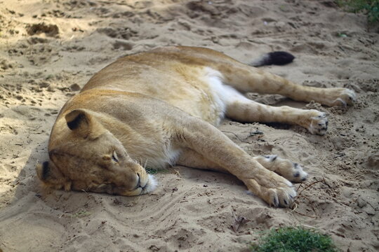lioness sleeping