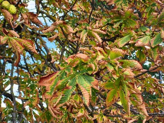 Close-up of tree branches with dry leaves changing color during autumn season.