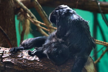 marmoset grooming