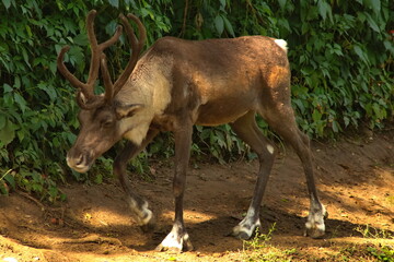reindeer