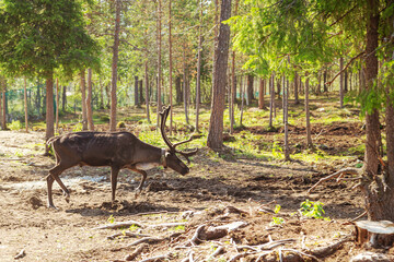Lonely reindeer in the forest. Lapland Nature Reserve.