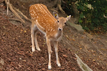 fallow deer female