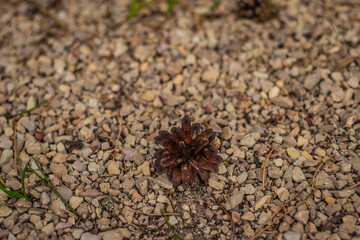 A detailed close-up of a brown pine cone resting on a textured gravel surface, symbolizing nature, autumn, and forest life.