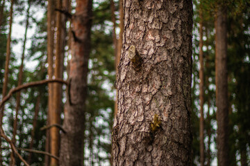 Close-up of a pine tree trunk showing rough bark texture and old cut branch stubs, with a soft forest background.
