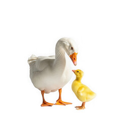 A goose and chick isolated on transparent background