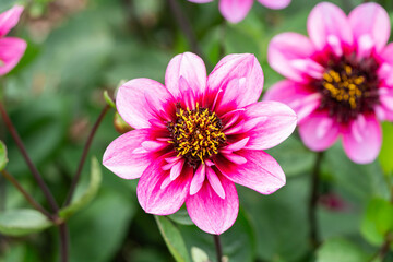 Fototapeta premium Dahlia 'Skyfall' a summer autumn fall flowering tuber plant with a pink summertime flower, gardening stock photo image, stock photo image