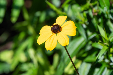 Rudbeckia triloba a summer autumn fall flowering plant with a yellow summertime flower commonly known as Brown Eyed Susan or three-leaved coneflower, gardening stock photo image