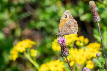 Meadow Brown Butterfly (Maniola jurtina) with its wings folded which is a brown insect flying in spring and summer, macro nature photography of butterflies close-up stock photo image