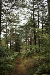Obraz premium Forest trail surrounded by tall pine trees in Divcibare, Serbia. Peaceful hiking path through dense greenery