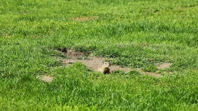 Ground squirrel on grass 4k video. Small rodent foraging and moving in natural habitat. Wildlife nature, animal behavior outdoor scene captured in high resolution. Ground squirrel in natural habitat