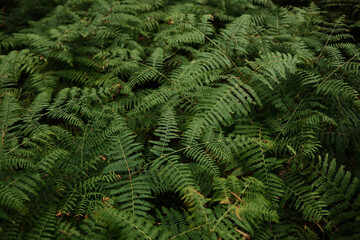 Close-up of lush green fern leaves in the forest of Divcibare, Serbia