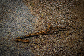 Close-up of weathered wooden sticks lying on a transition between gravel and asphalt, creating a textured natural and urban contrast.