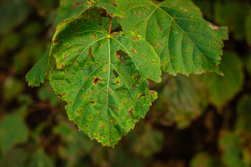 Detailed image of a large green leaf showing signs of decay and disease, with brown spots and holes in a forest setting.