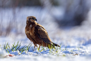 Samica błotniaka stawowego (Circus aeruginosus) na śniegu podczas wiosennej migracji © Grzegorz