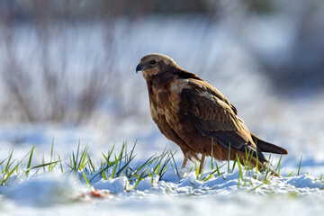 Samica błotniaka stawowego (Circus aeruginosus) na śniegu podczas wiosennej migracji © Grzegorz
