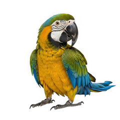 Fototapeta premium Colorful macaw bird isolated on transparent background