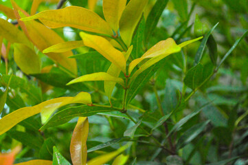 Fototapeta premium close-up of vibrant orange-red leaves with natural texture, perfect for eco background