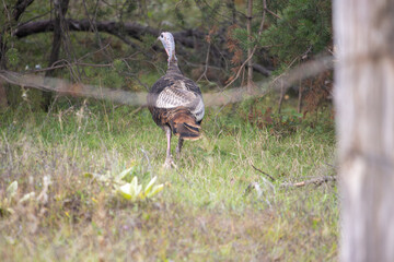 A turkey in the forest