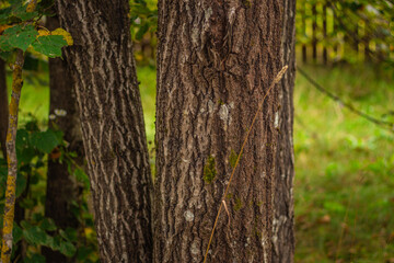 Close-up of multiple tree trunks with rough bark and moss, surrounded by greenery and soft natural forest light.