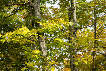 green leaves in the forest