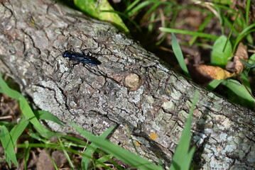 Blue Wasp on Log