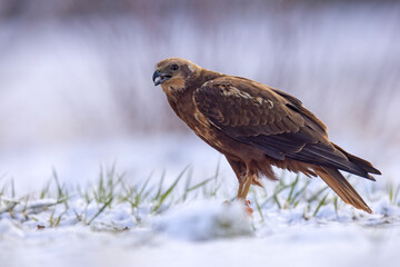 Samica błotniaka stawowego (Circus aeruginosus) na śniegu podczas wiosennej migracji © Grzegorz