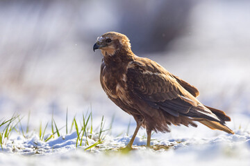 Samica błotniaka stawowego (Circus aeruginosus) na śniegu podczas wiosennej migracji © Grzegorz