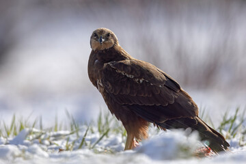 Samica błotniaka stawowego (Circus aeruginosus) na śniegu podczas wiosennej migracji © Grzegorz