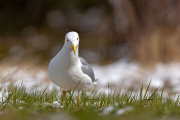 Mewa białogłowa (Larus cachinnans) na wczesnowiosennej pokrytej śniegiem łące © Grzegorz