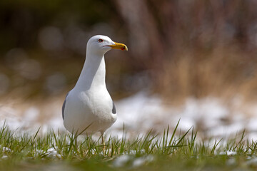 Mewa białogłowa (Larus cachinnans) na wczesnowiosennej pokrytej śniegiem łące © Grzegorz