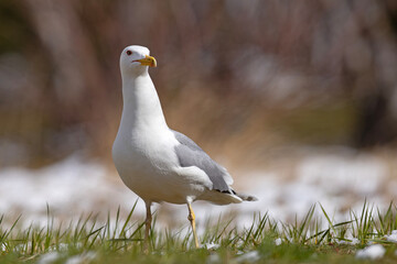 Mewa białogłowa (Larus cachinnans) na wczesnowiosennej pokrytej śniegiem łące © Grzegorz