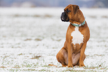boxer dog on the grass