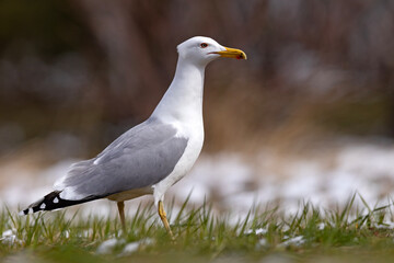 Mewa białogłowa (Larus cachinnans) na wczesnowiosennej pokrytej śniegiem łące © Grzegorz