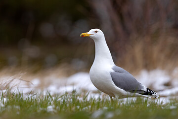 Mewa białogłowa (Larus cachinnans) na wczesnowiosennej pokrytej śniegiem łące © Grzegorz