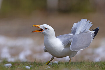 Mewa białogłowa (Larus cachinnans) na wczesnowiosennej pokrytej śniegiem łące © Grzegorz