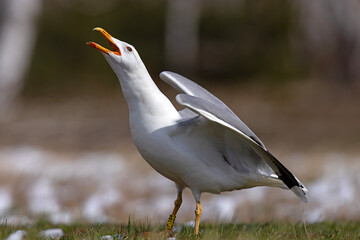 Mewa białogłowa (Larus cachinnans) na wczesnowiosennej pokrytej śniegiem łące © Grzegorz
