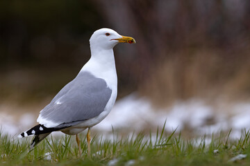Mewa białogłowa (Larus cachinnans) na wczesnowiosennej pokrytej śniegiem łące © Grzegorz