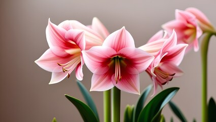 Fototapeta premium Closeup shot of delicate pink amaryllis flowers in full bloom, with soft green leaves in the background, captured in natural daylight