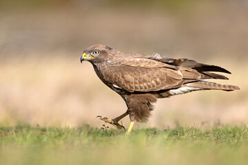 Żerujący myszołów (Buteo buteo) na wiosennej łące © Grzegorz