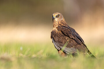 Samiec błotniaka stawowego (Cirgus aeruginosus) na wiosennej łące © Grzegorz